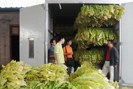 Tobacco drying