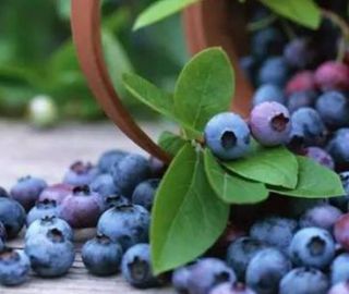 Blueberry drying process