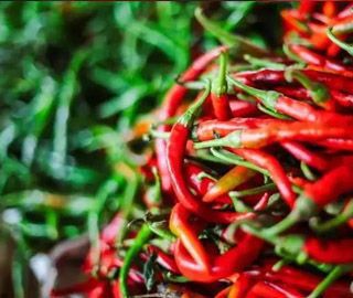 Pepper drying process